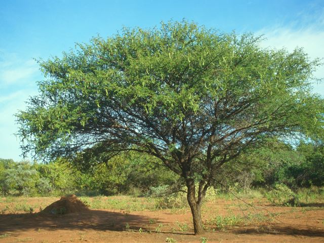 Acacia nilotica   CK